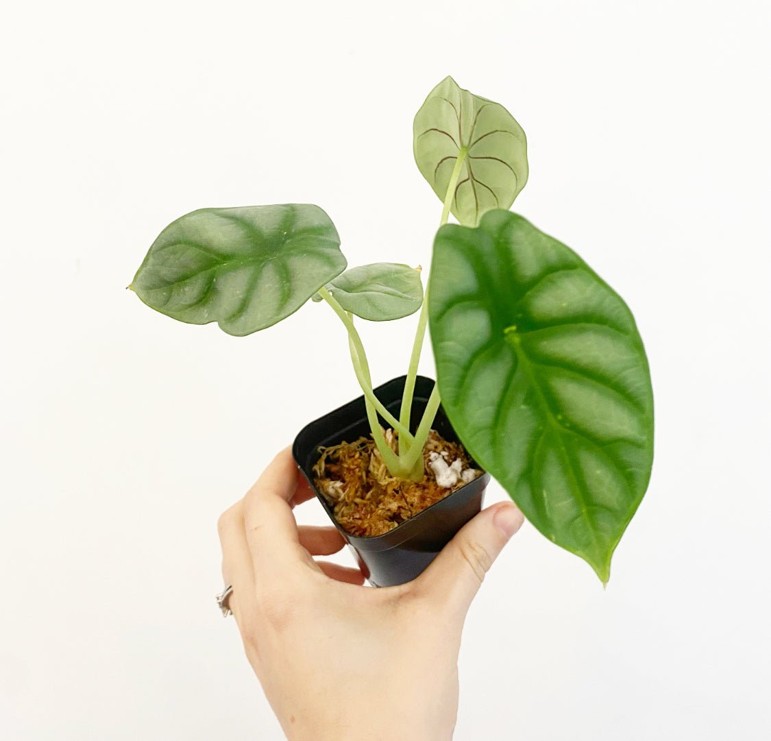 Alocasia baginda 'Silver Dragon' - The Plant Lady SF