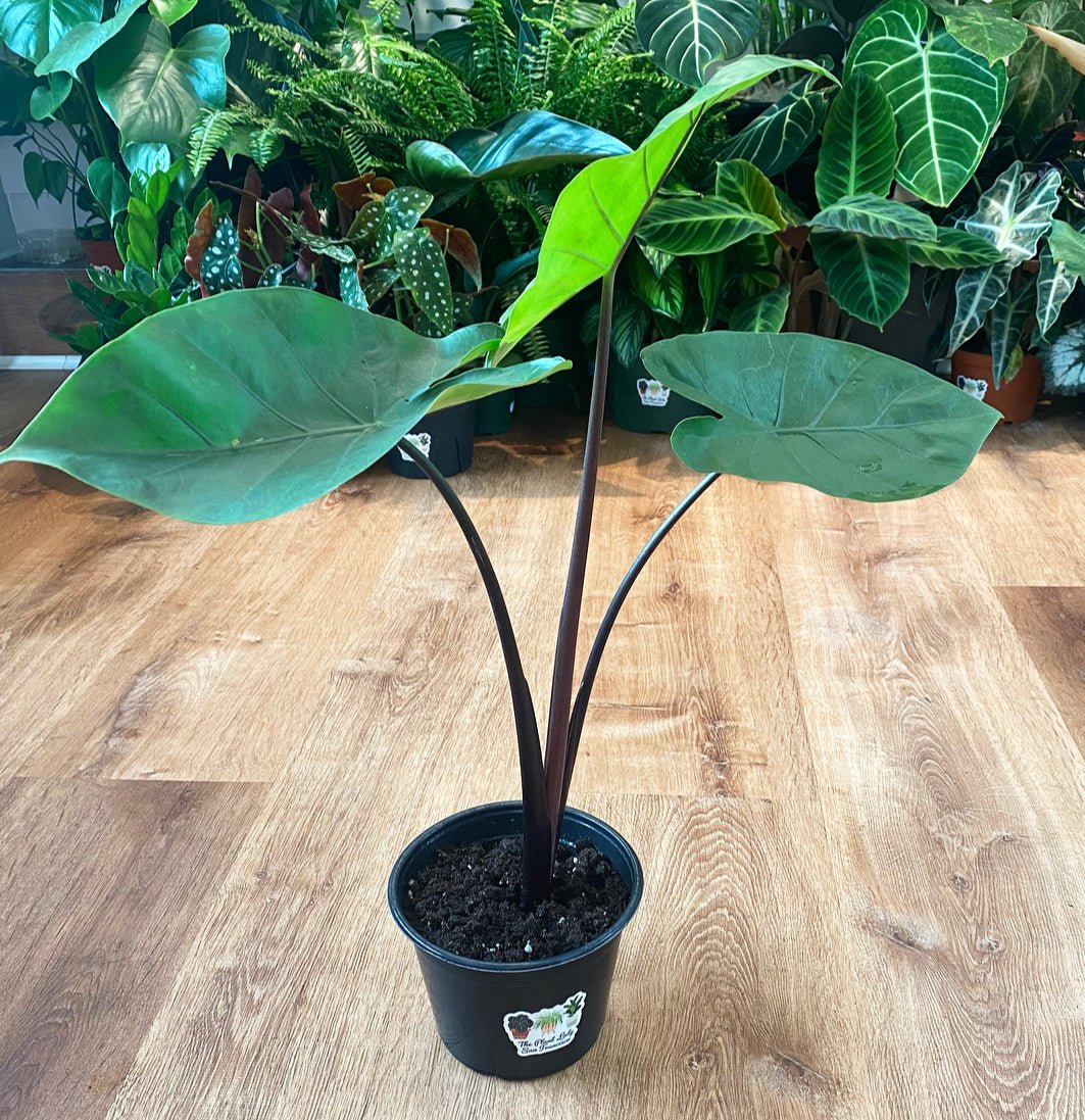 Alocasia 'Dark Star' – The Plant Lady SF