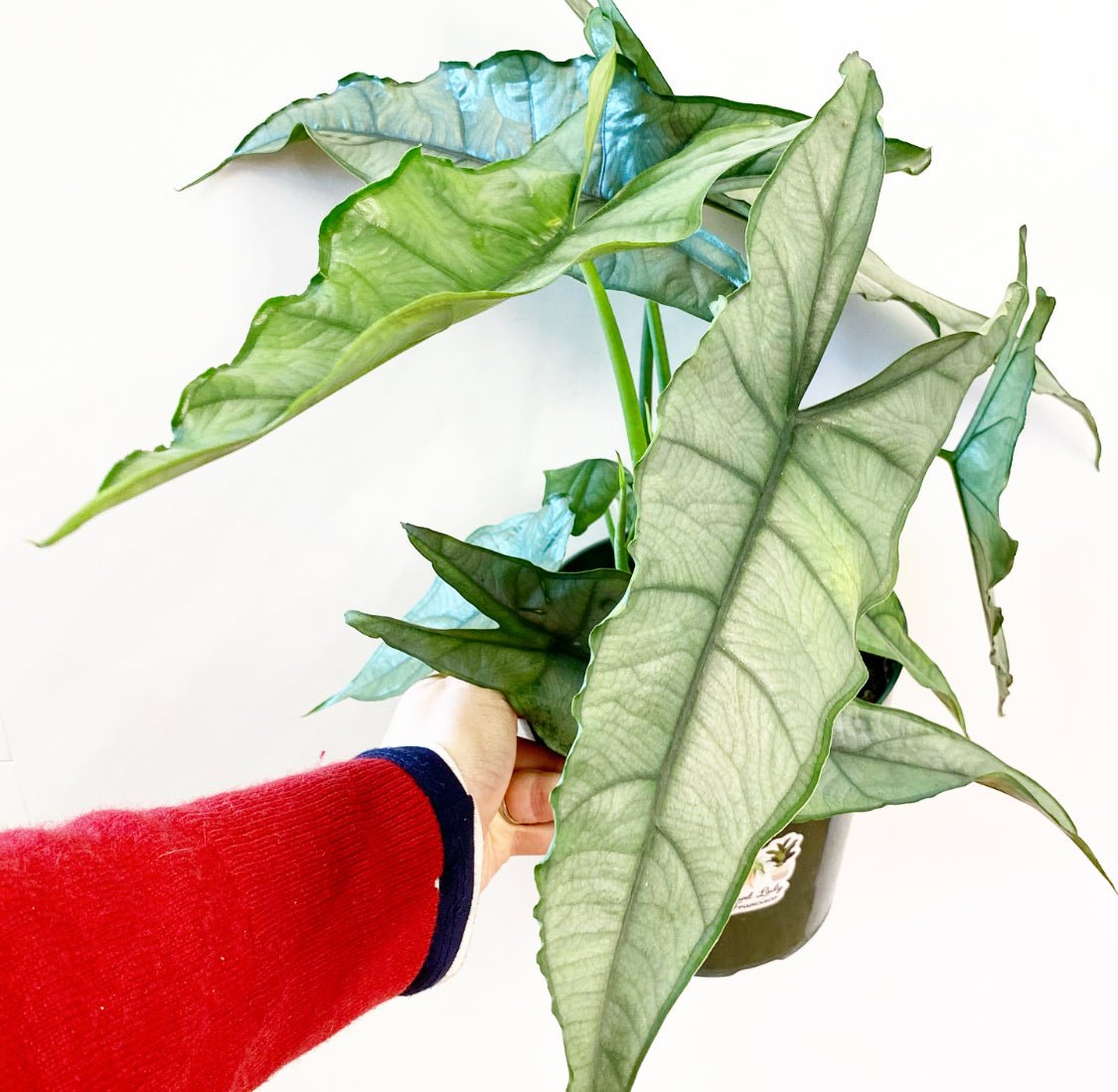 Alocasia heterophylla ‘Dragon’s Breath” - The Plant Lady SF