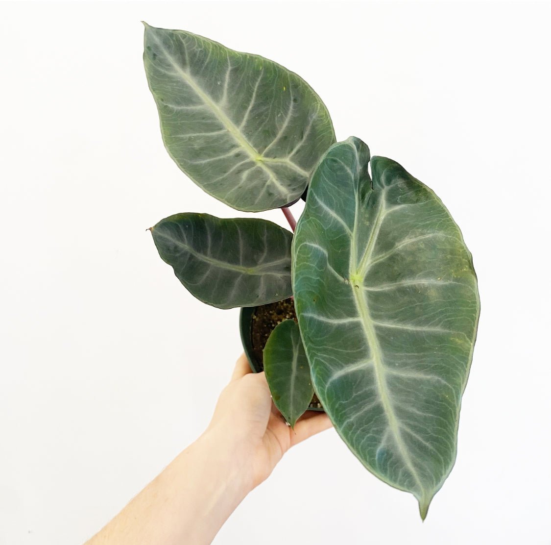 Alocasia 'Pink Dragon' AKA 