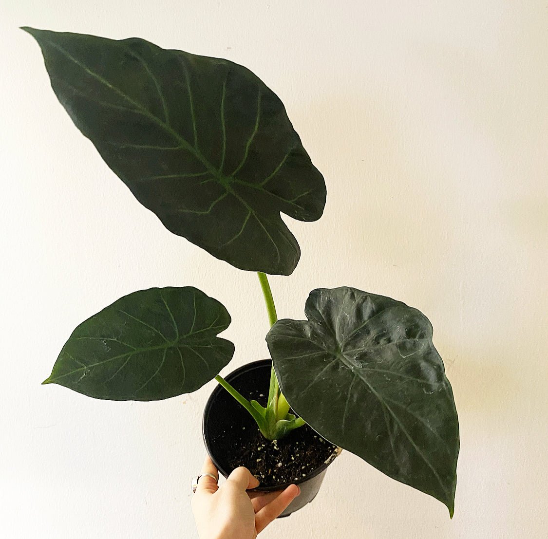Alocasia 'Regal Shield' - The Plant Lady SF