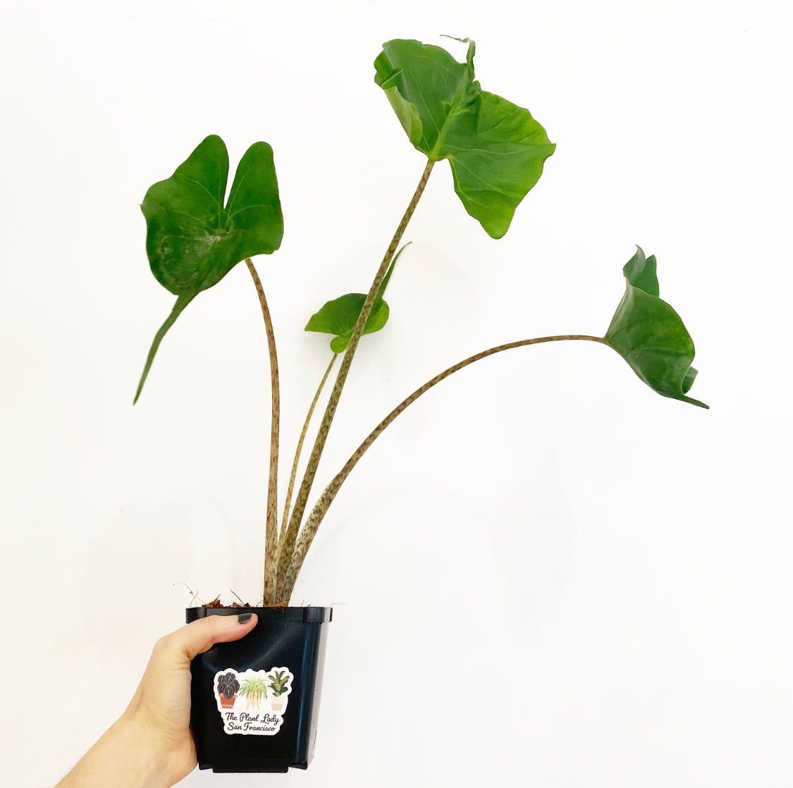 stingray plant care indoors Alocasia 'Stingray' – The Plant Lady SF