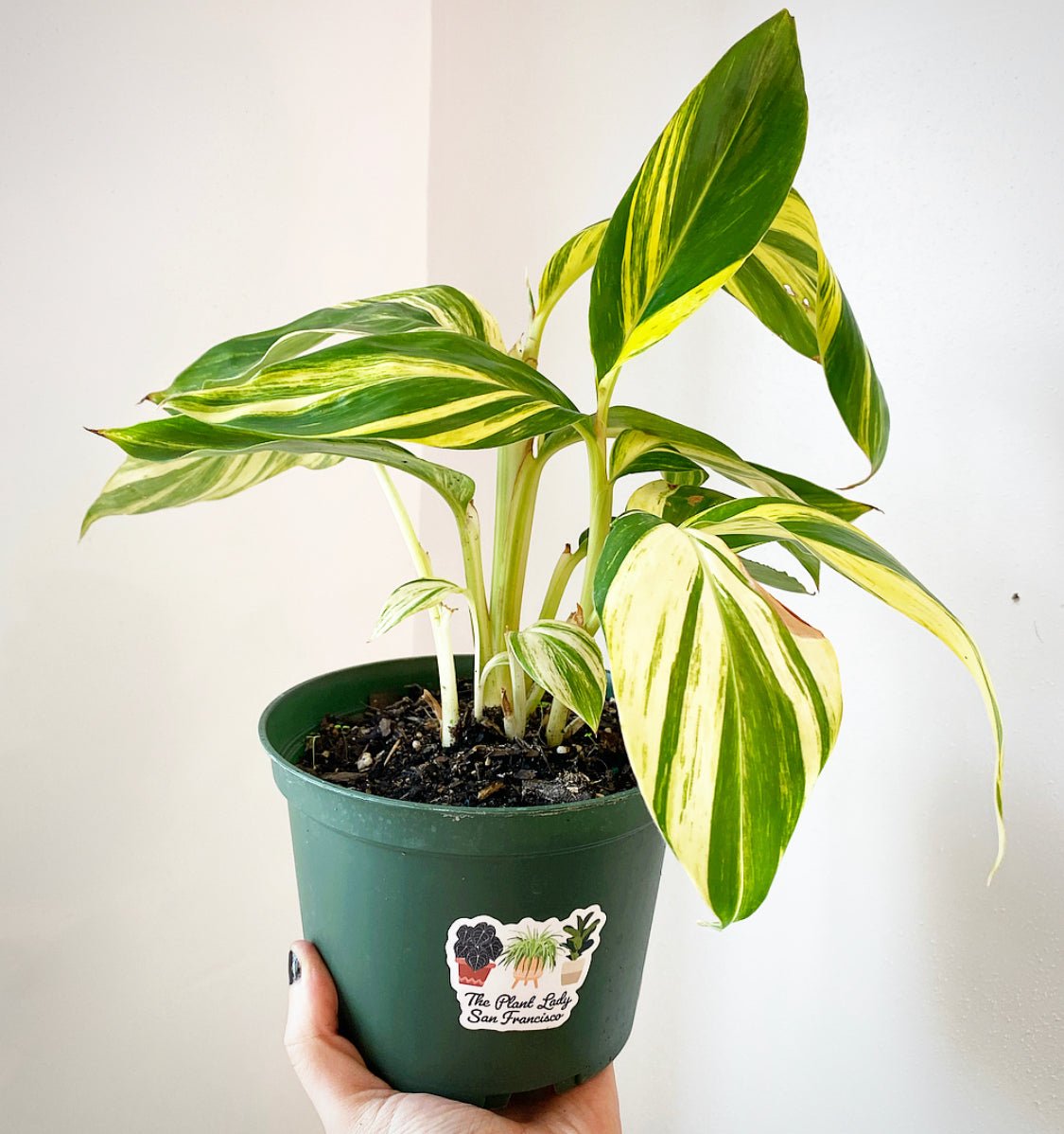 Alpinia zerumbet 'Variegata' (Variegated Ginger) – The Plant Lady SF