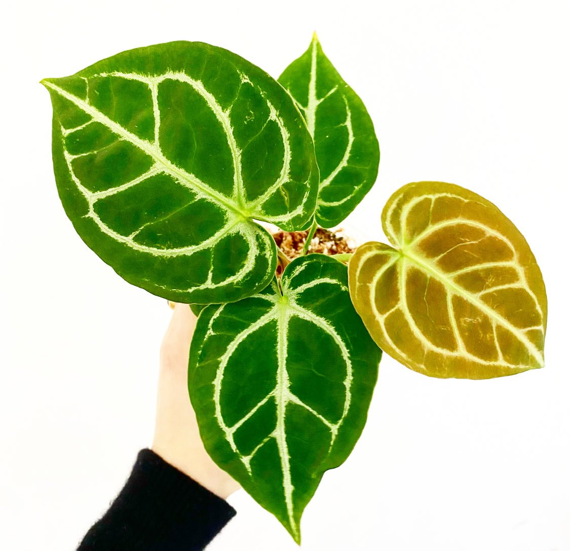 Anthurium ‘Dorayaki’ - The Plant Lady SF