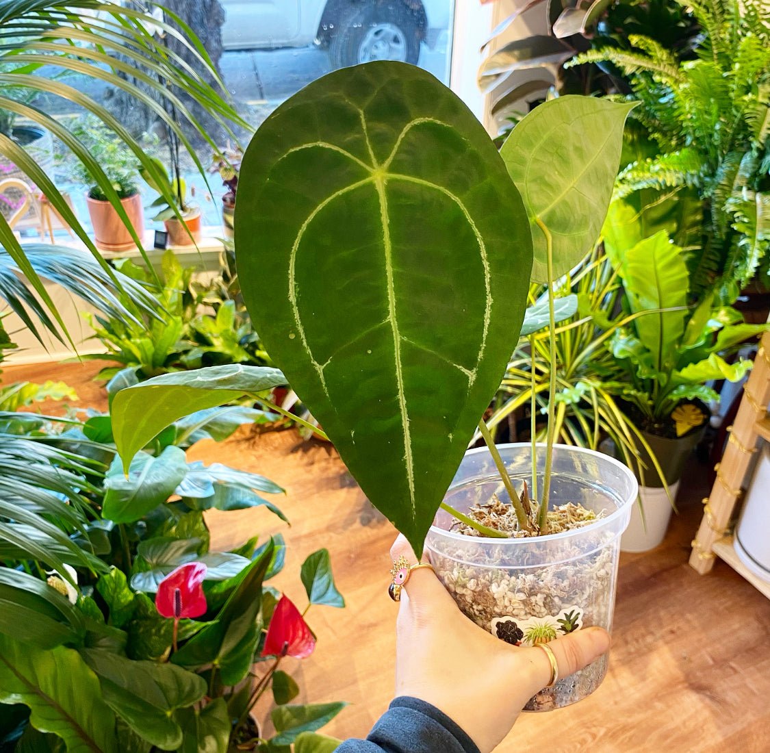 Anthurium forgetii - The Plant Lady SF