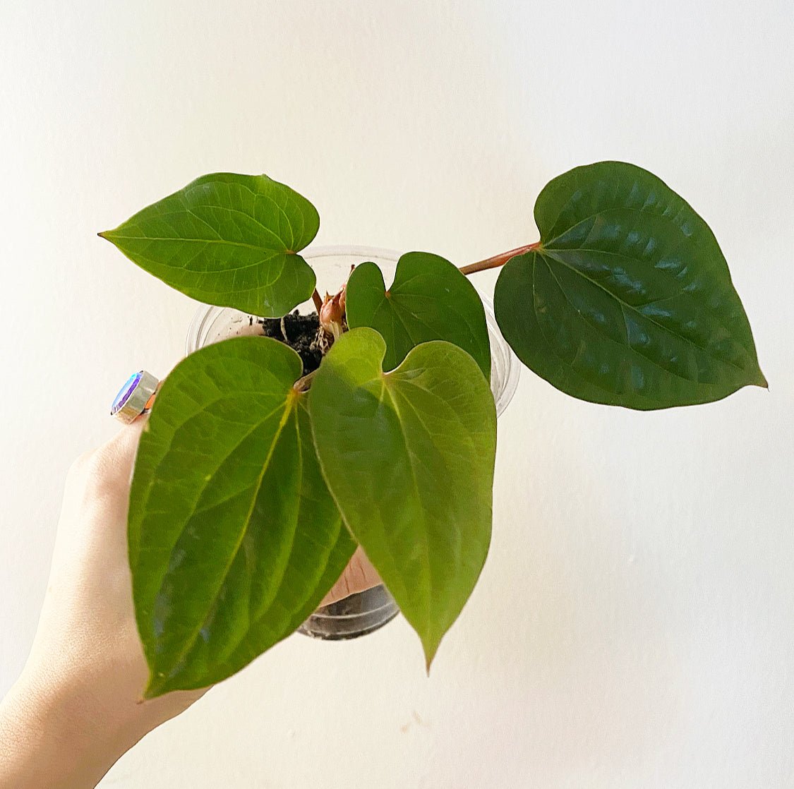 Anthurium radicans x luxurians - The Plant Lady SF