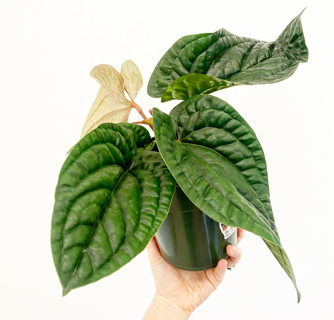 anthurium radicans Anthurium radicans x luxurians