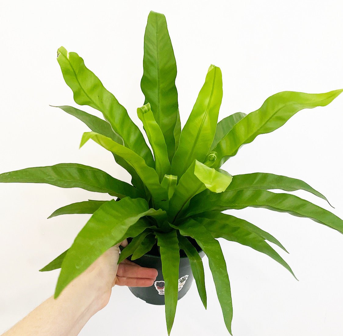 Asplenium nidus (Birds Nest Fern) - The Plant Lady SF
