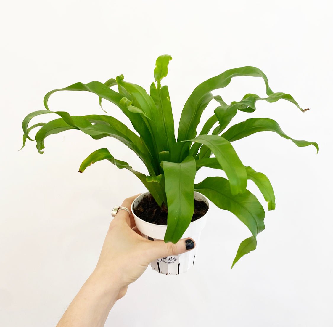 Asplenium nidus (Birds Nest Fern) - The Plant Lady SF