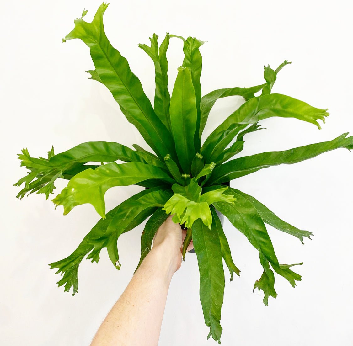 asplenium nidus bird's nest fern size Asplenium nidus (Assorted Birds Nest Fern) – The Plant Lady SF