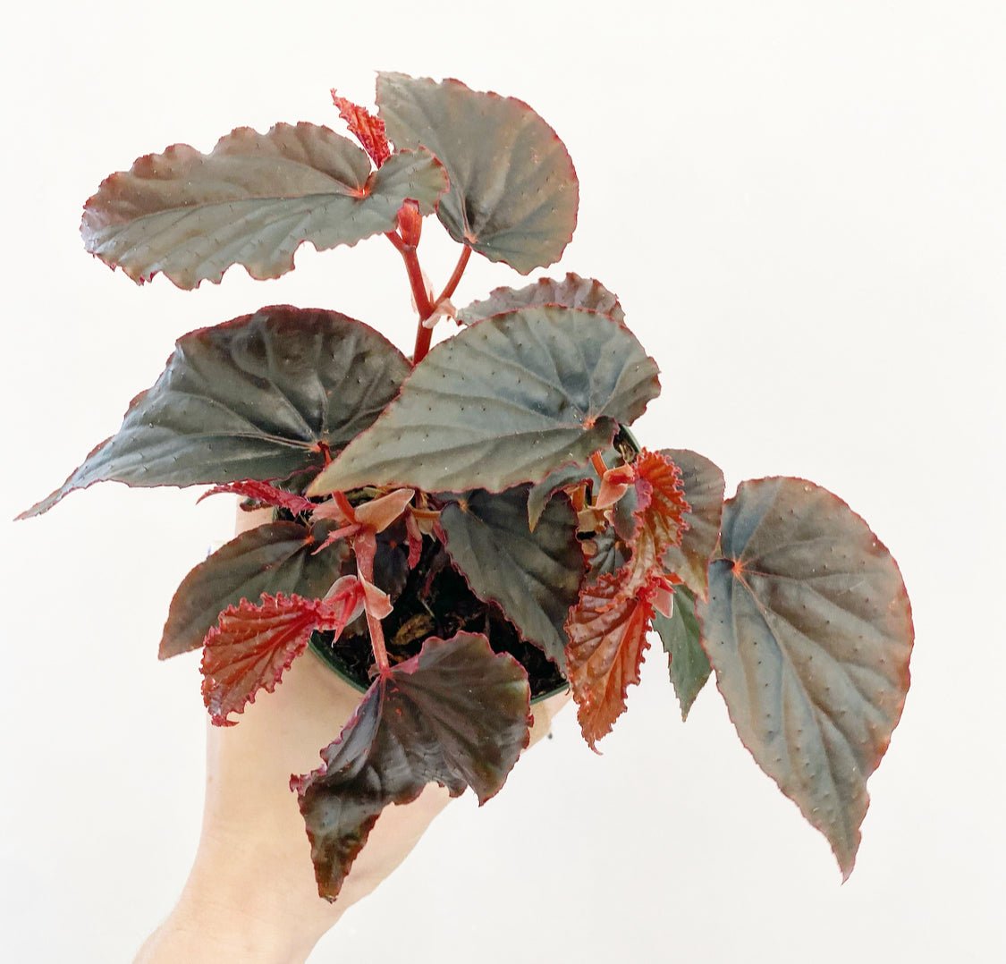 Begonia 'Black Magic' / 'Arabian Sunset' - The Plant Lady SF