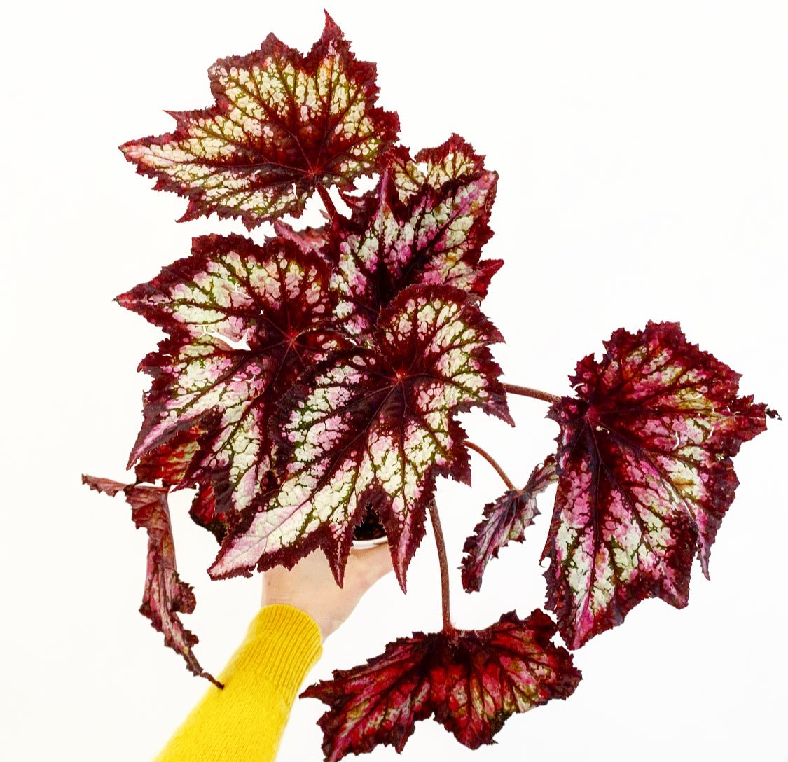 Begonia 'Jurassic Silver Point' ' - The Plant Lady SF