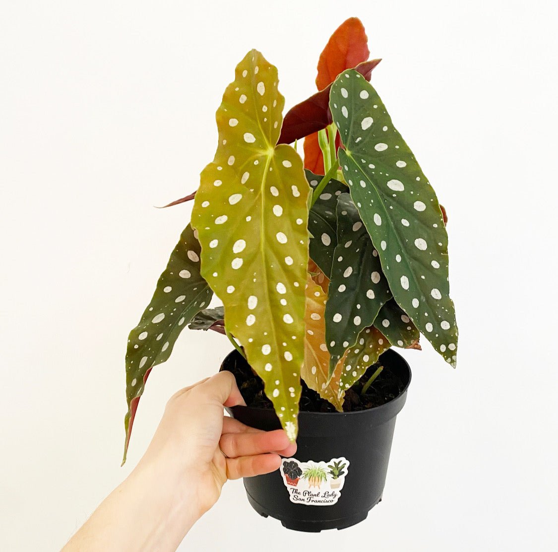 polka dot begonia moss pole Begonia maculata – The Plant Lady SF