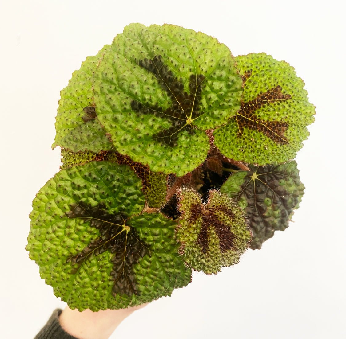 Begonia masoniana 'Iron Cross' - The Plant Lady SF