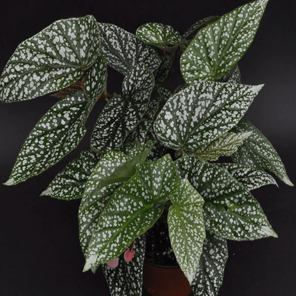 Begonia ‘Snow Capped’ - The Plant Lady SF