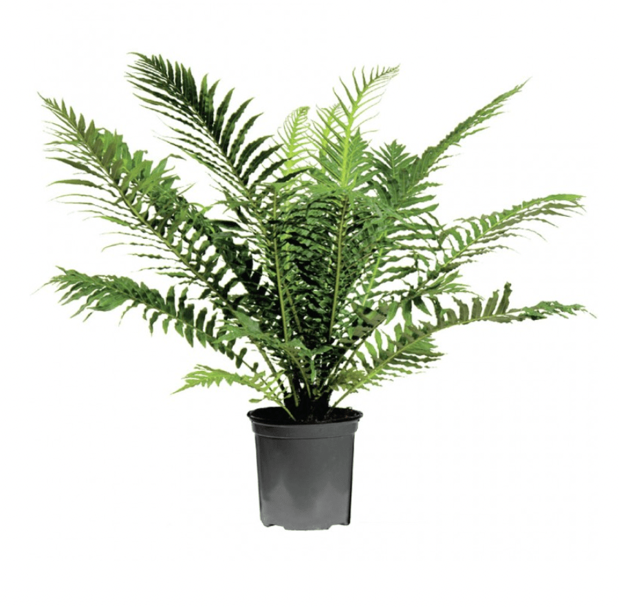 Blechnum gibbum (Silver Lady Fern) - The Plant Lady SF