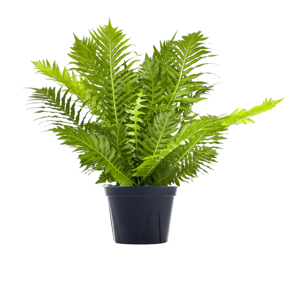 Blechnum gibbum (Silver Lady Fern) - The Plant Lady SF