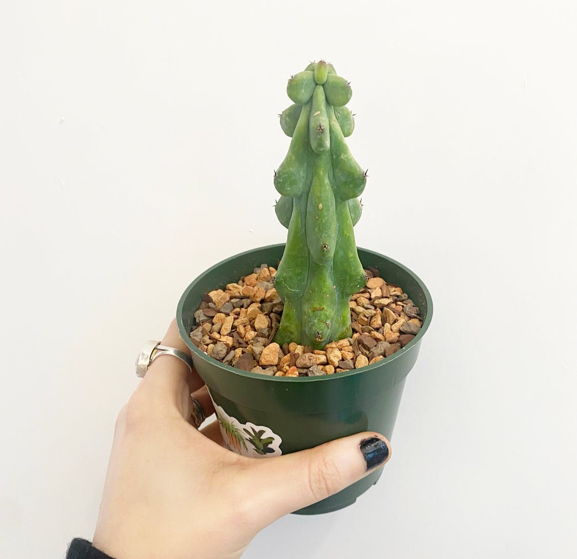 Boobie Cactus (Myrtillocactus geometrizans ‘Fukurokuryuzinboku’) - The Plant Lady SF