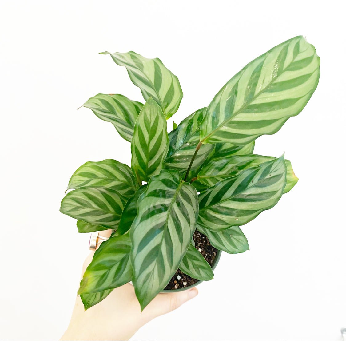 Calathea concinna “Freddie”