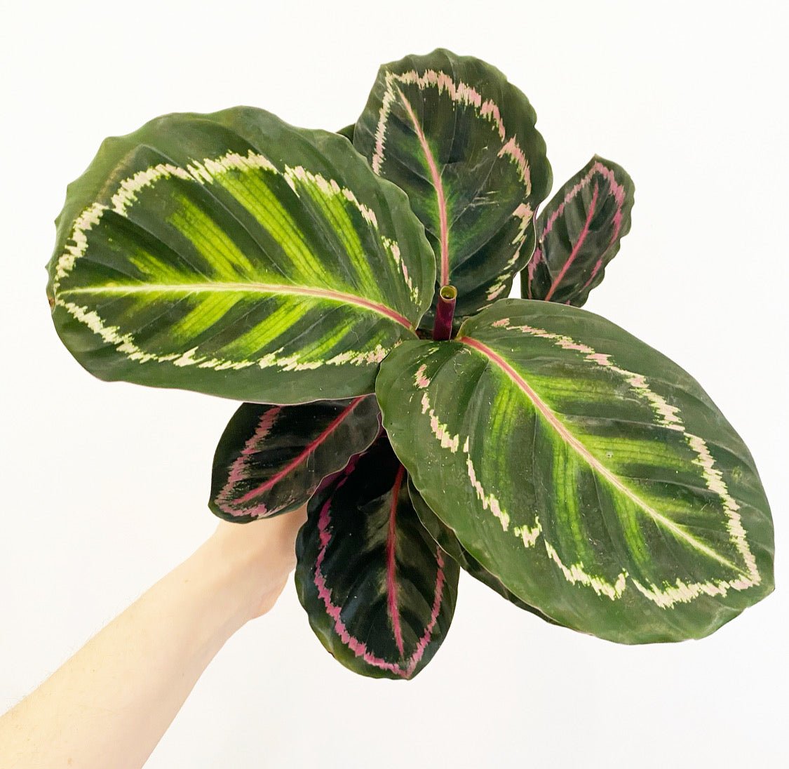 Calathea 'Jungle Cat'