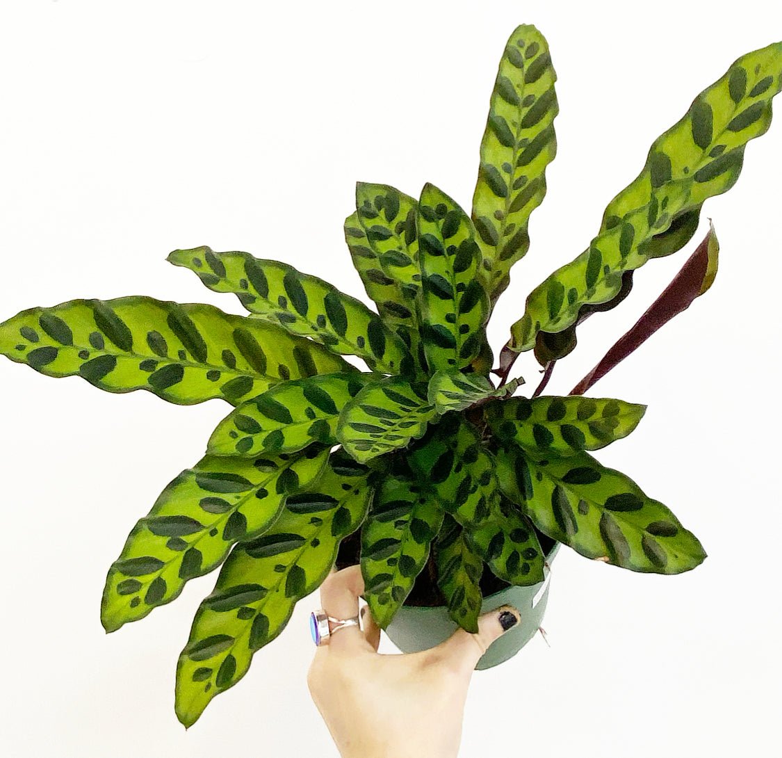 calathea lancifolia boom Calathea lancifolia (Rattlesnake Plant) – The Plant Lady SF