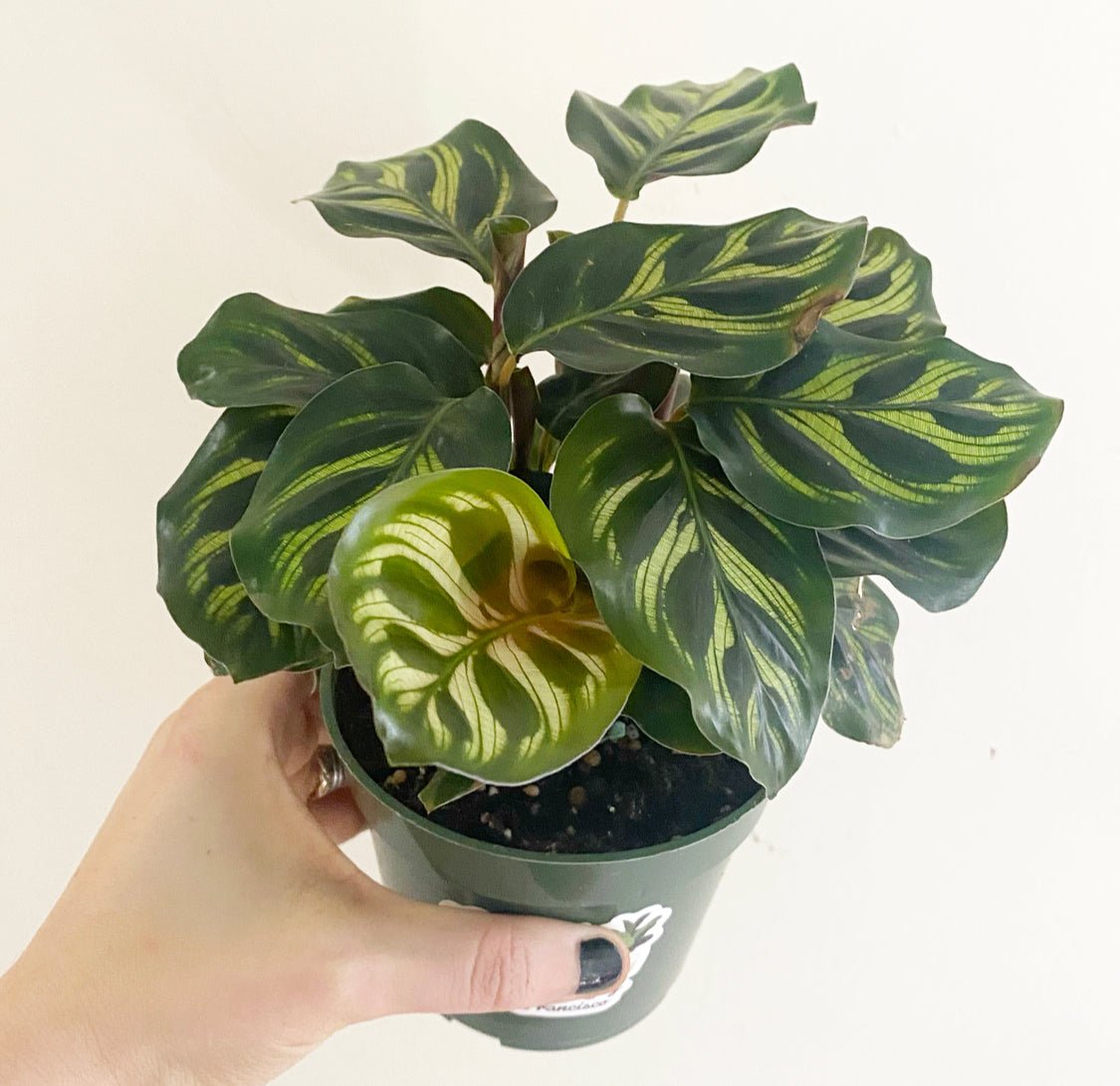 Calathea makoyana - The Plant Lady SF