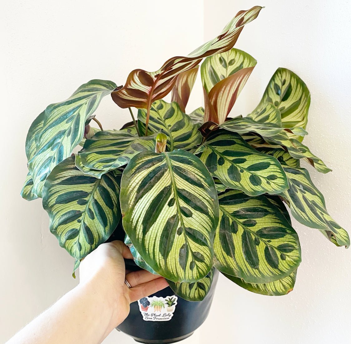 Calathea makoyana – The Plant Lady SF