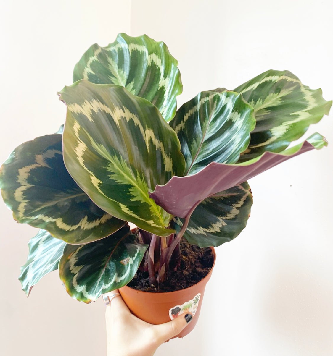 Calathea 'Medallion' - The Plant Lady SF