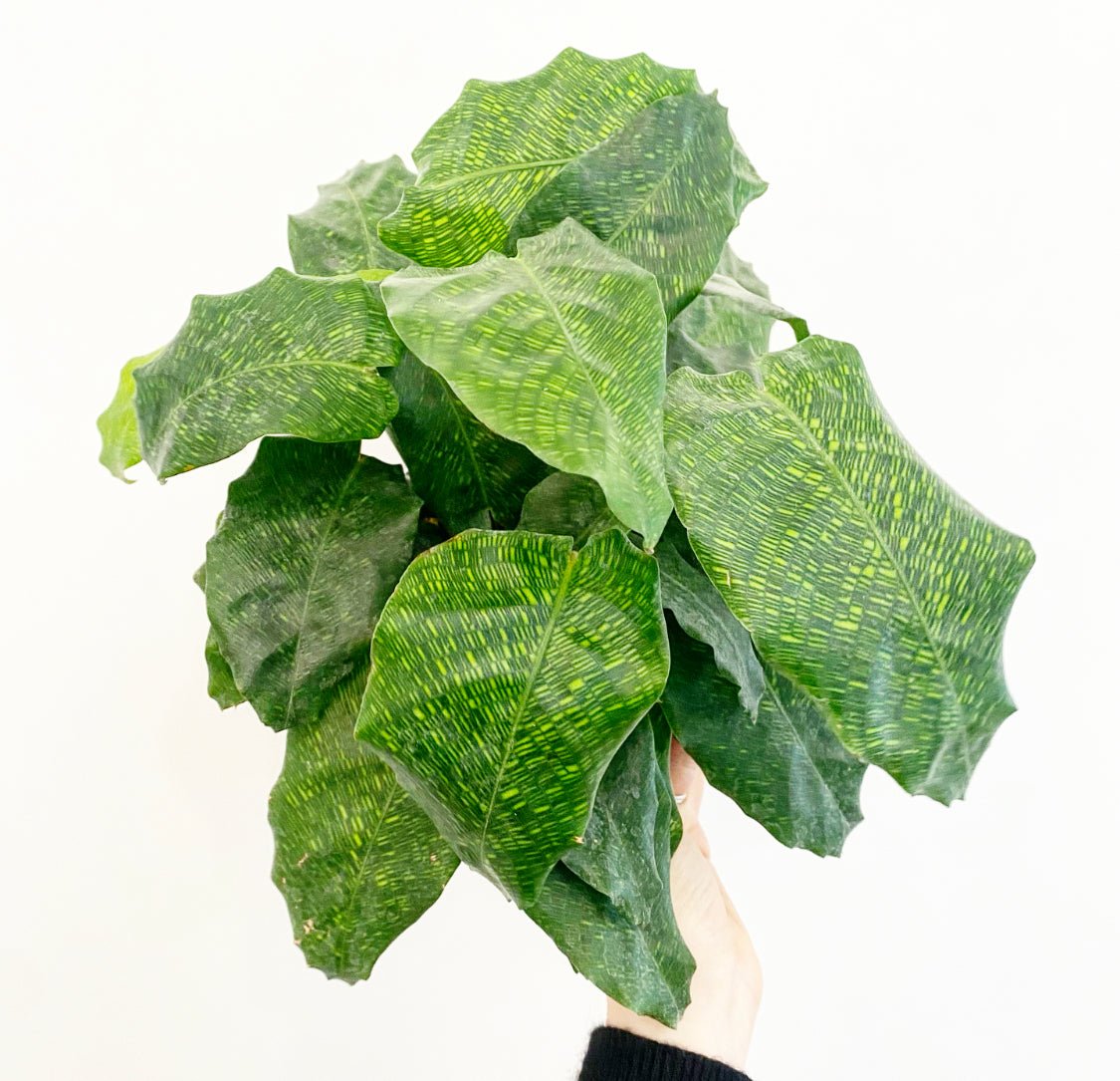 Calathea musaica - The Plant Lady SF