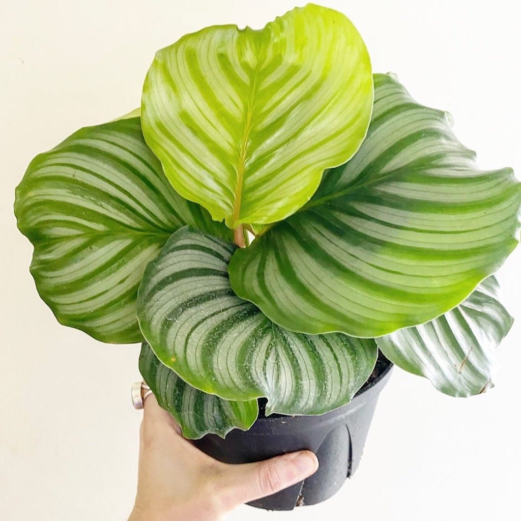 Calathea orbifolia