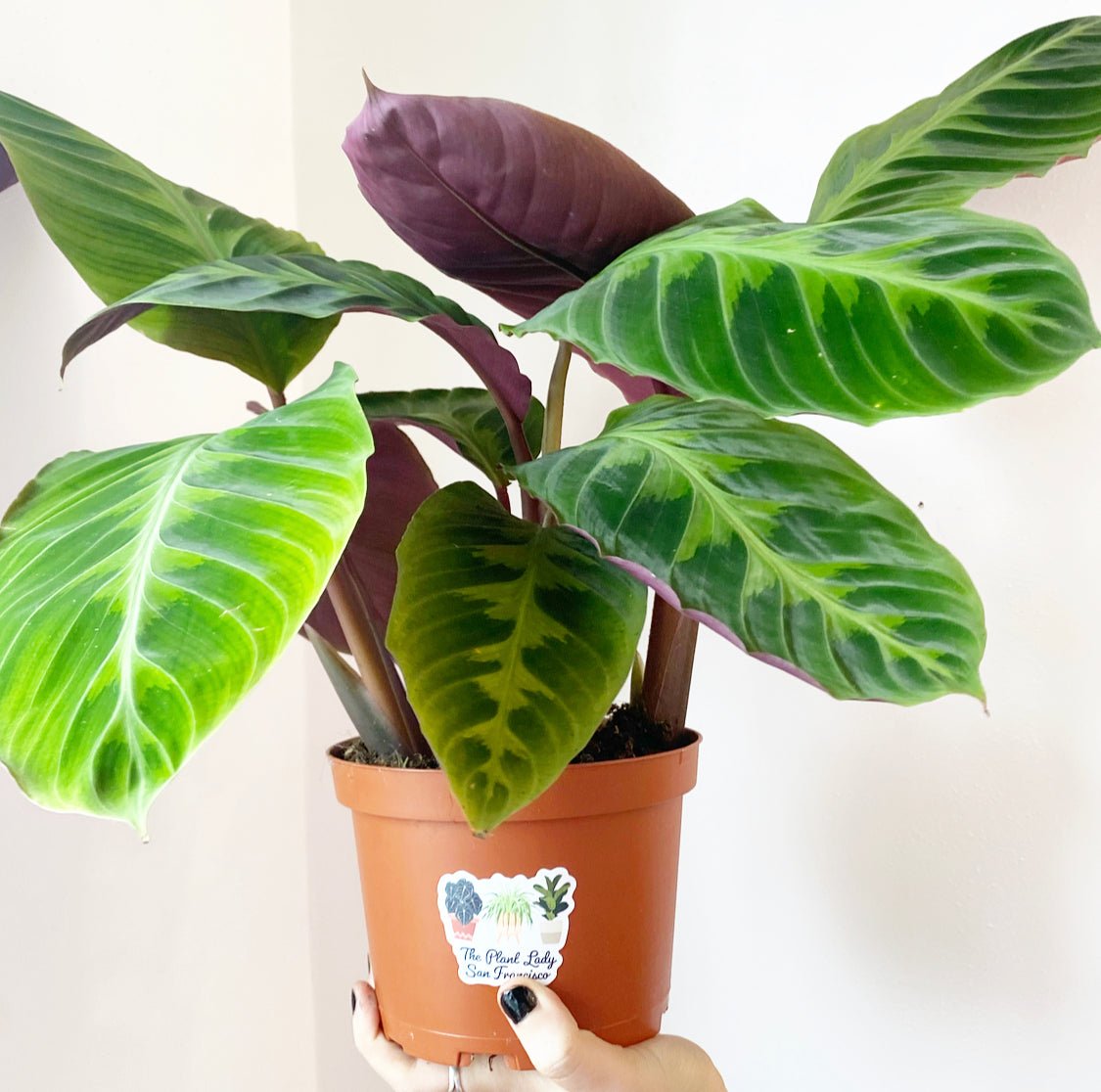 Calathea 'Warscewiczii' - The Plant Lady SF