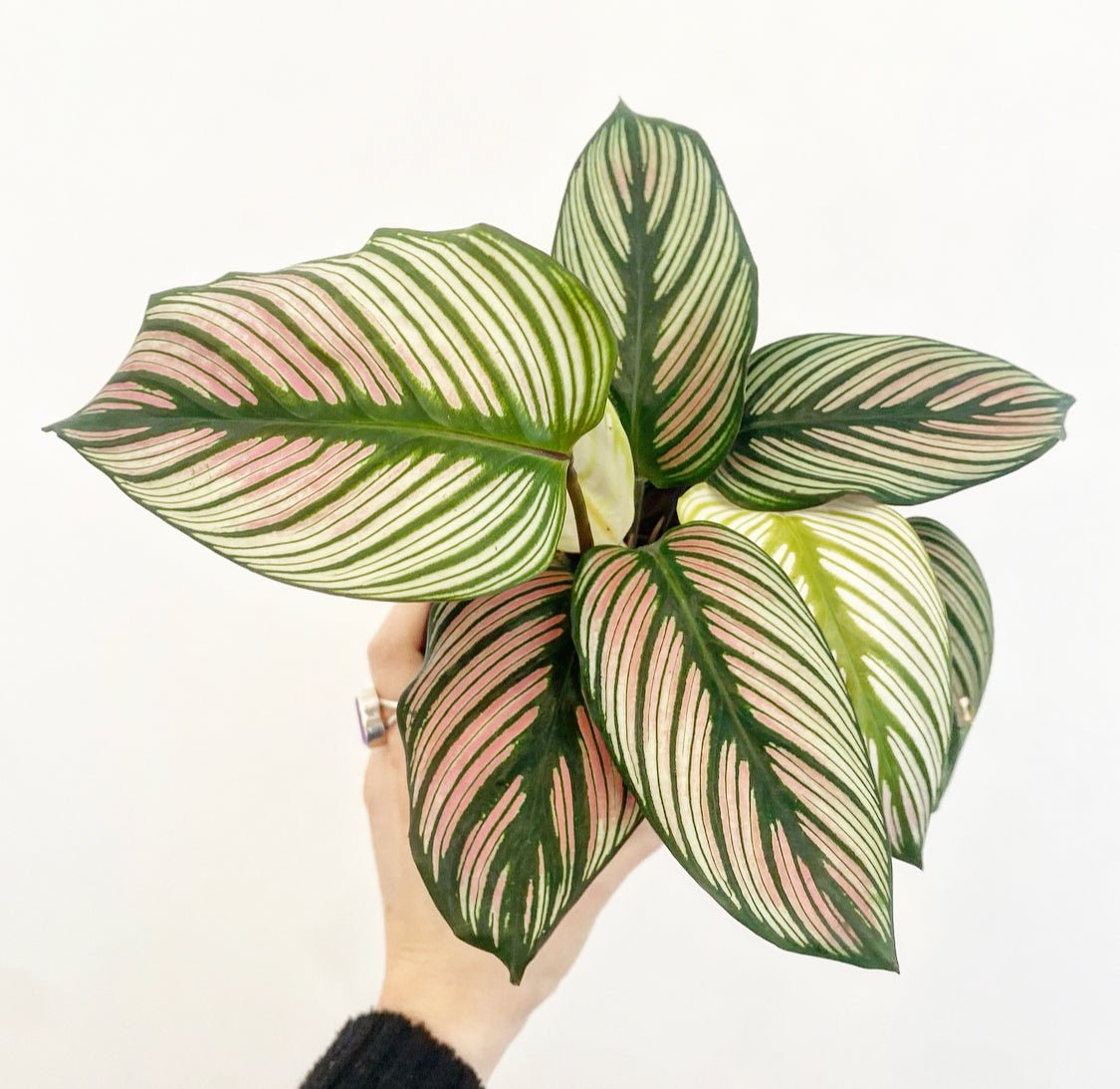 Calathea 'White Star' - The Plant Lady SF