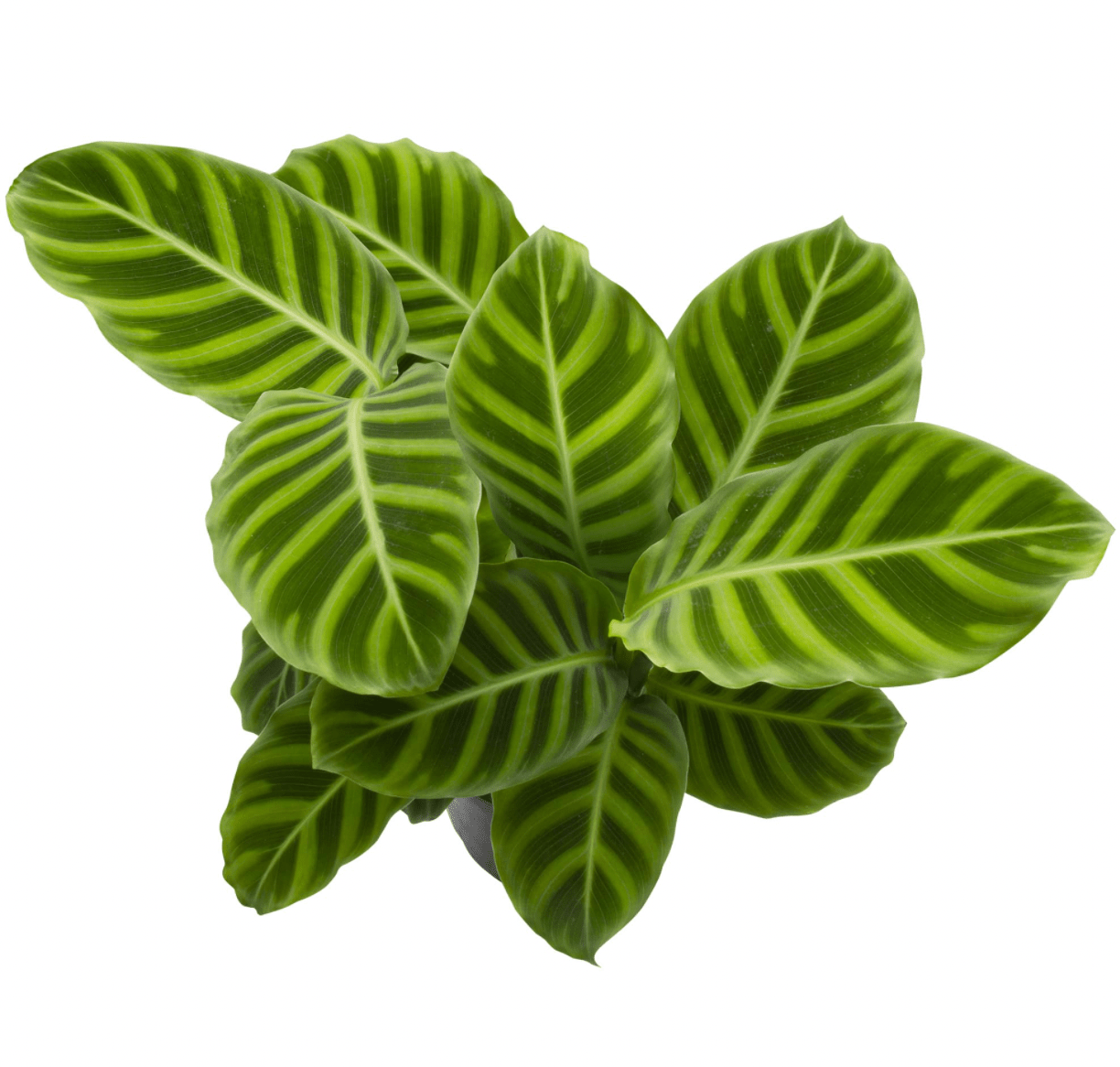 Calathea zebrina - The Plant Lady SF
