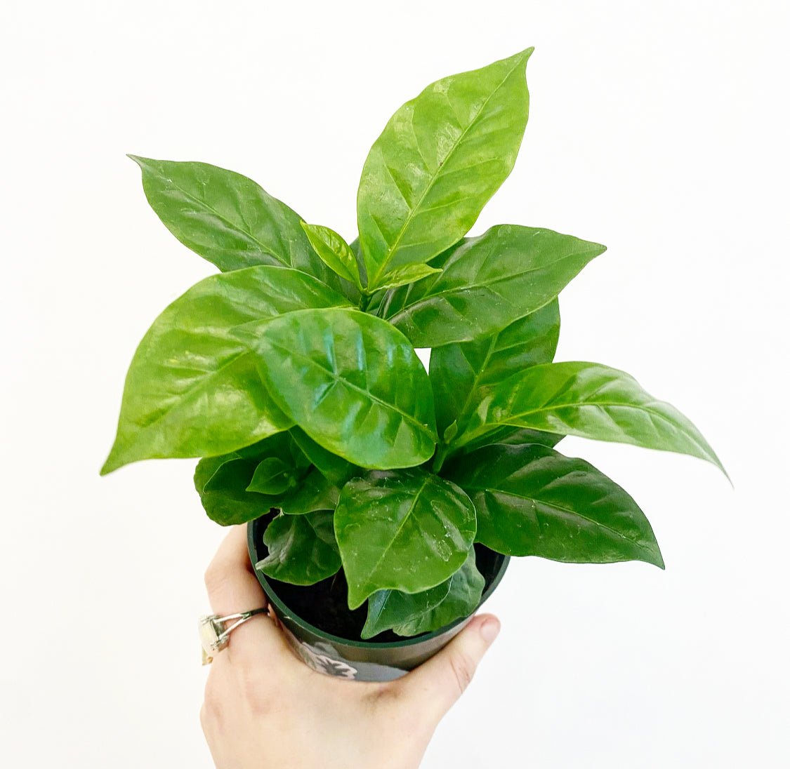 Coffee Plant – The Plant Lady SF