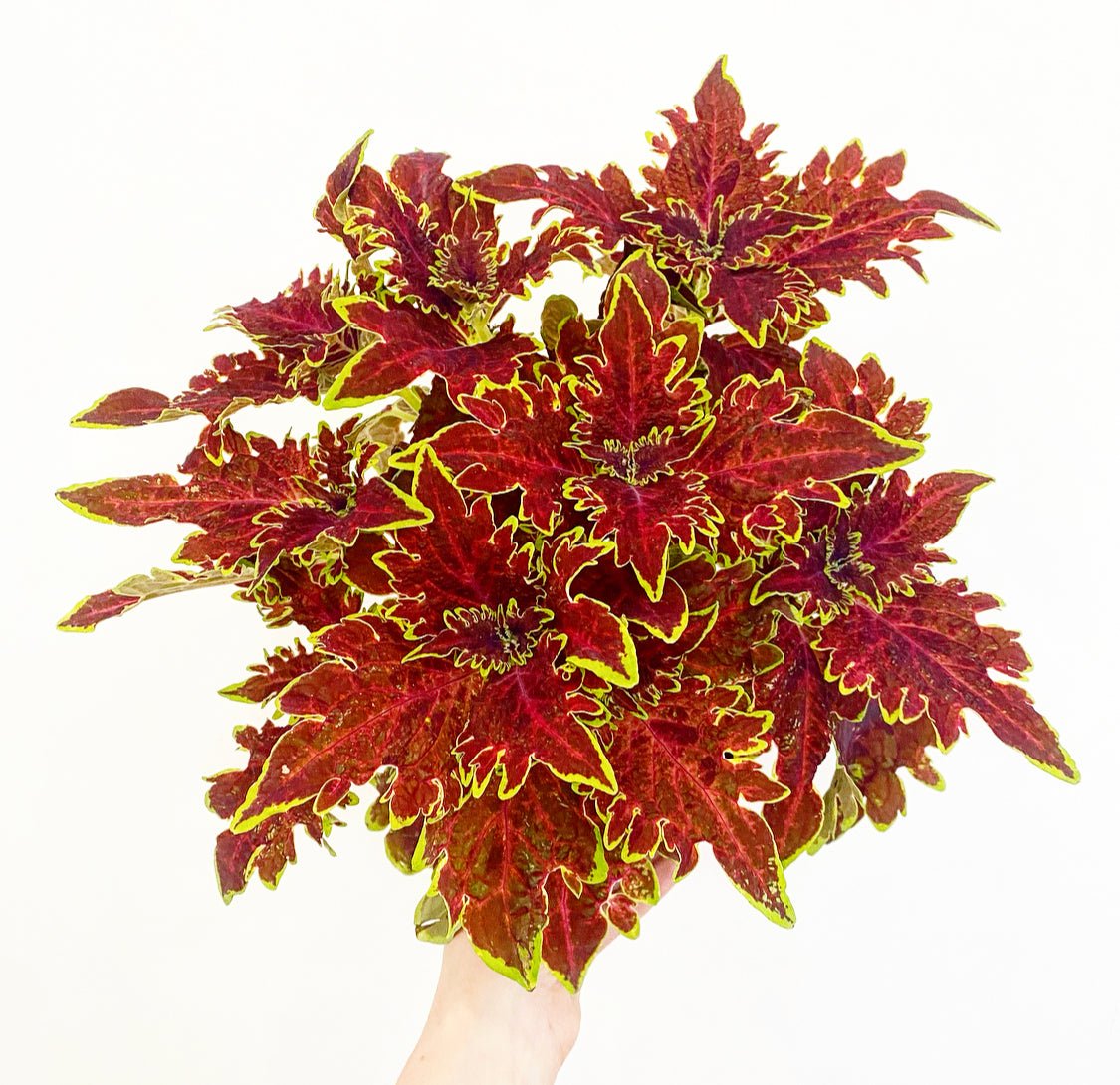 is coleus a succulent Coleus