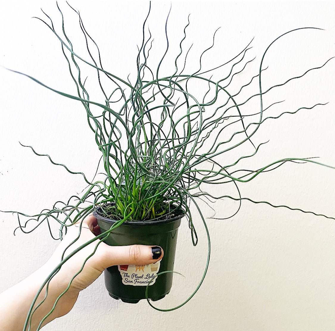 Corkscrew Rush (Juncus effusus 'Spiralis') - The Plant Lady SF