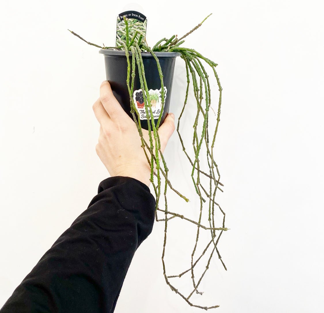 chain cactus Cynchanum marnierianum (Dead Stick Plant) – The Plant Lady SF