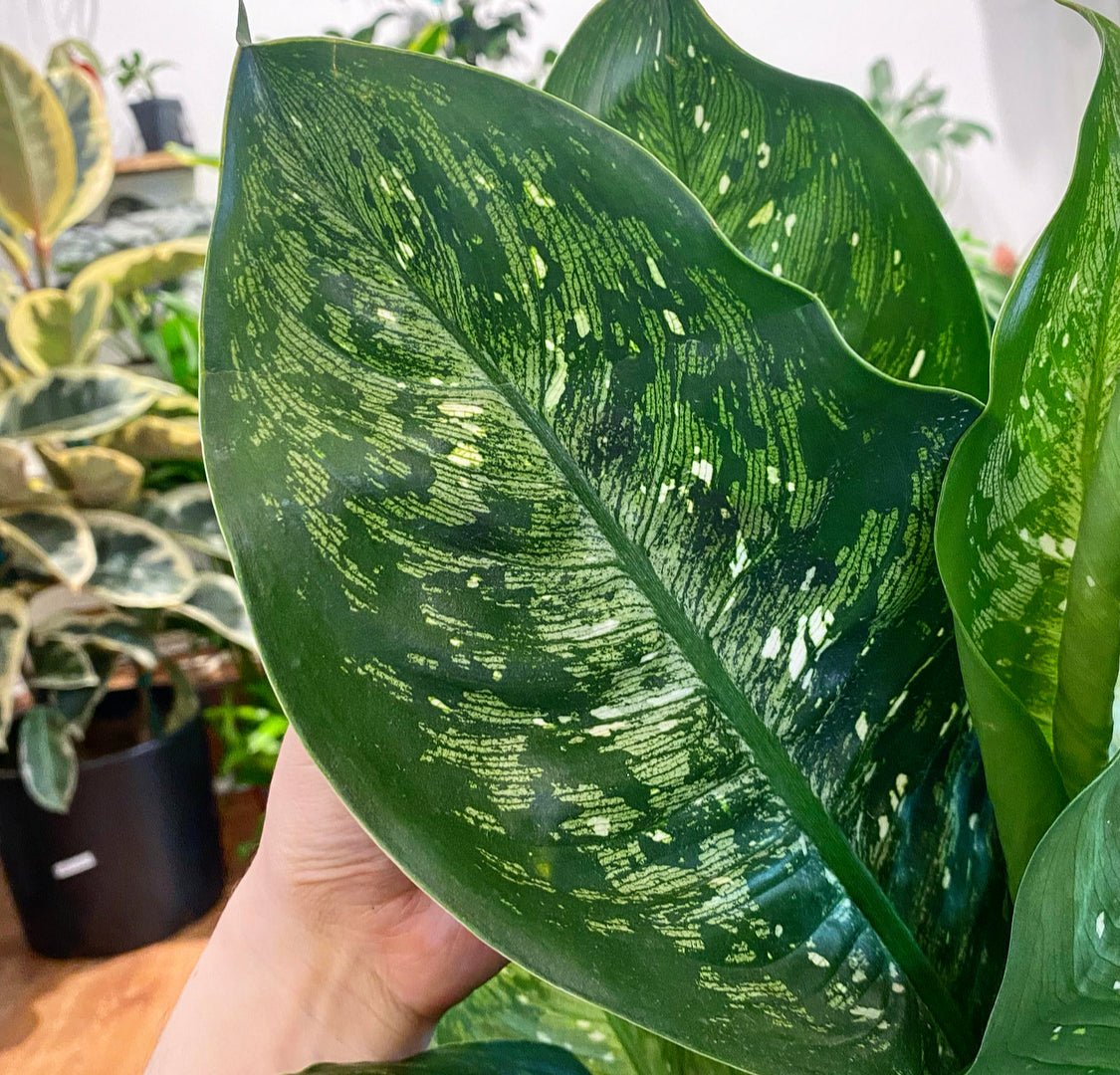 Dieffenbachia 'Memoria Corsii' - The Plant Lady SF