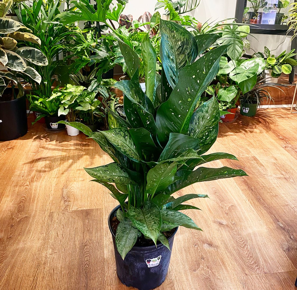 Dieffenbachia 'Memoria Corsii' - The Plant Lady SF
