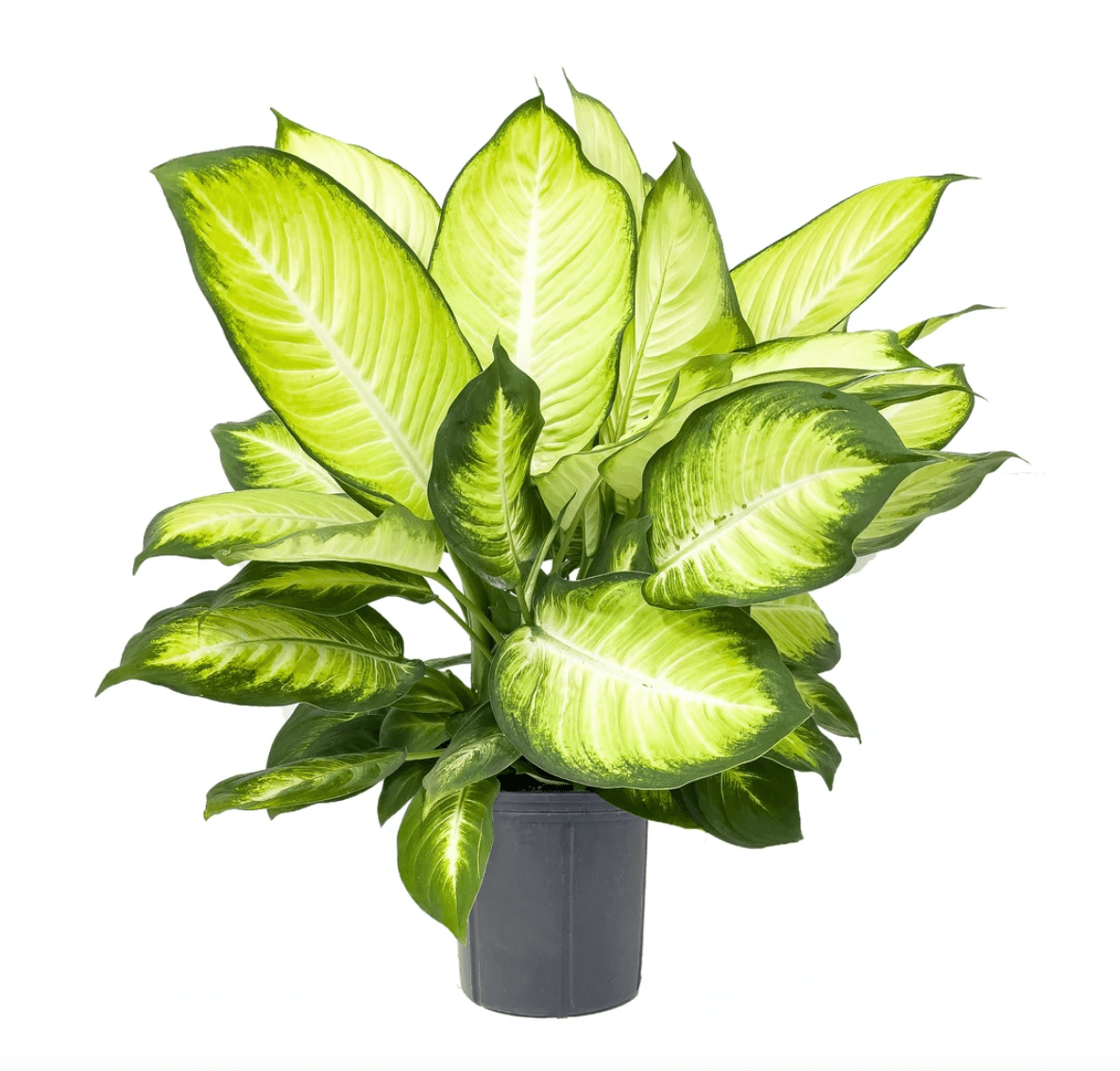 dieffenbachia crown Dieffenbachia 'Tropic Marianne' – The Plant Lady SF