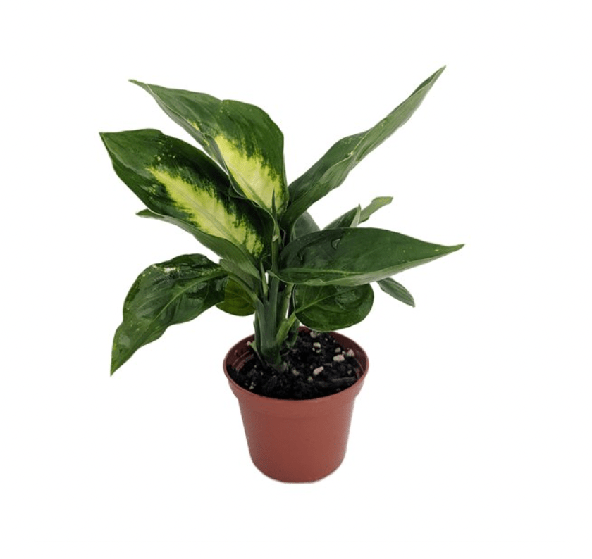 Dieffenbachia 'Tropic Marianne' - The Plant Lady SF
