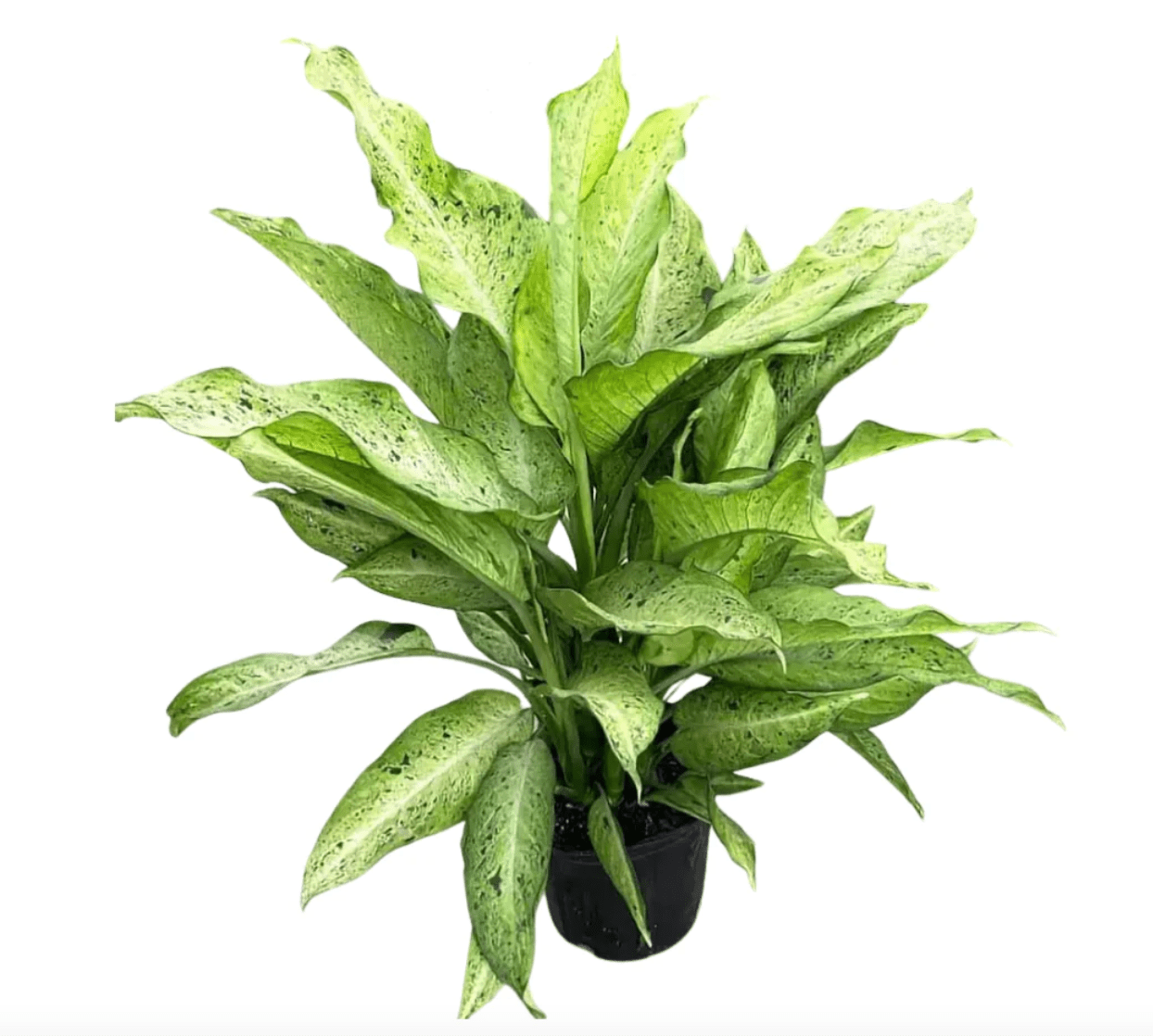 dieffenbachia camouflage variant Diffenbachia 'Camouflage' – The Plant Lady SF
