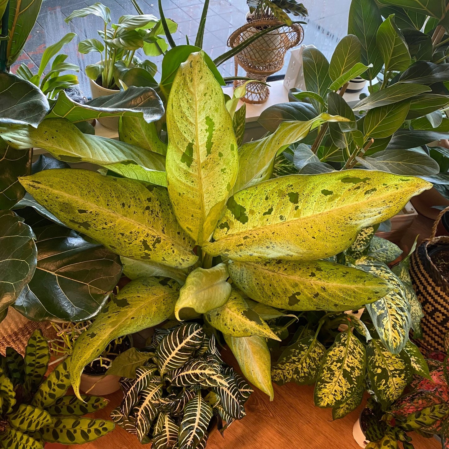 Diffenbachia 'Camouflage' - The Plant Lady SF