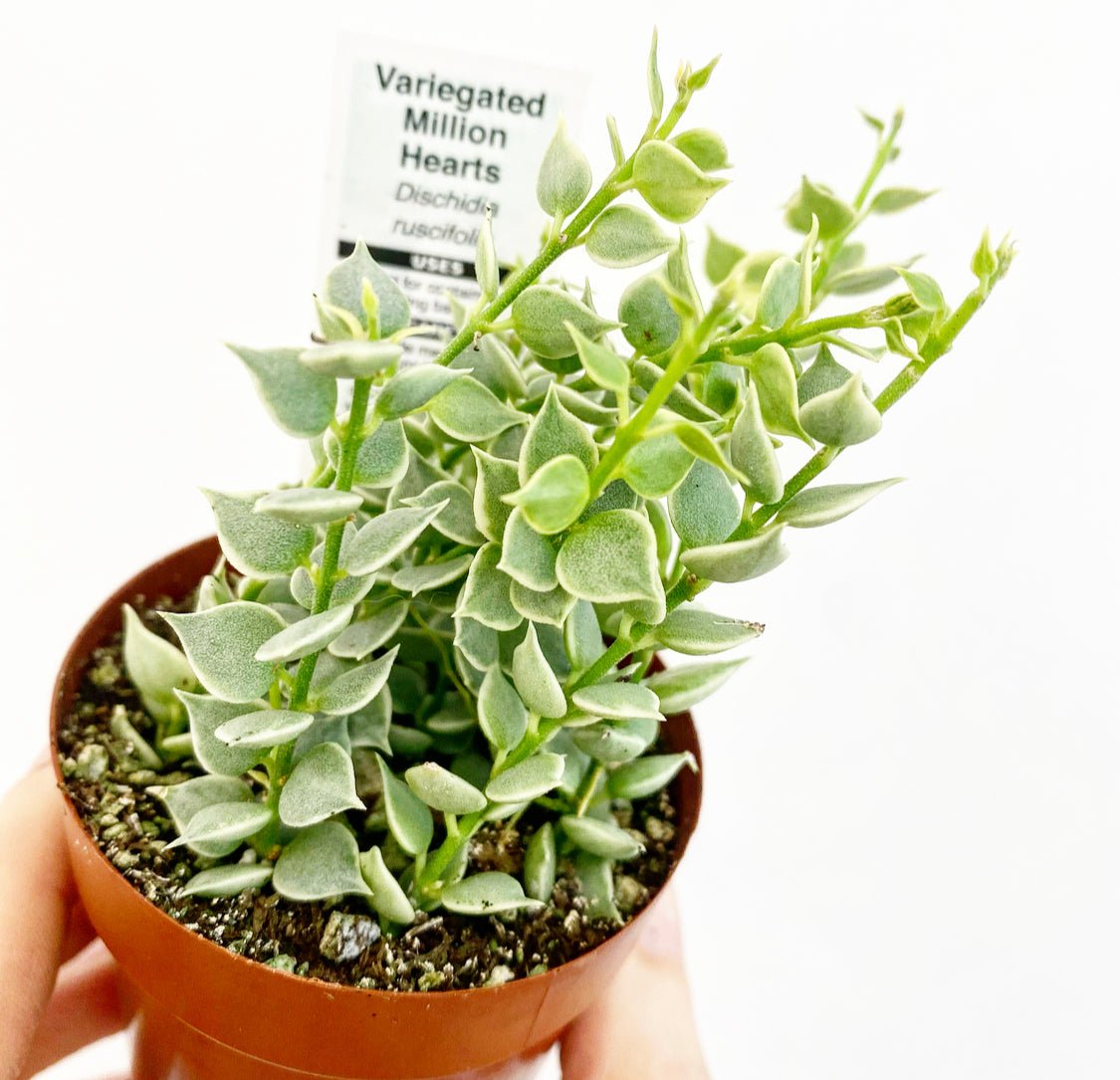 Dischidia ruscifolia variegata (Million Hearts Variegated)