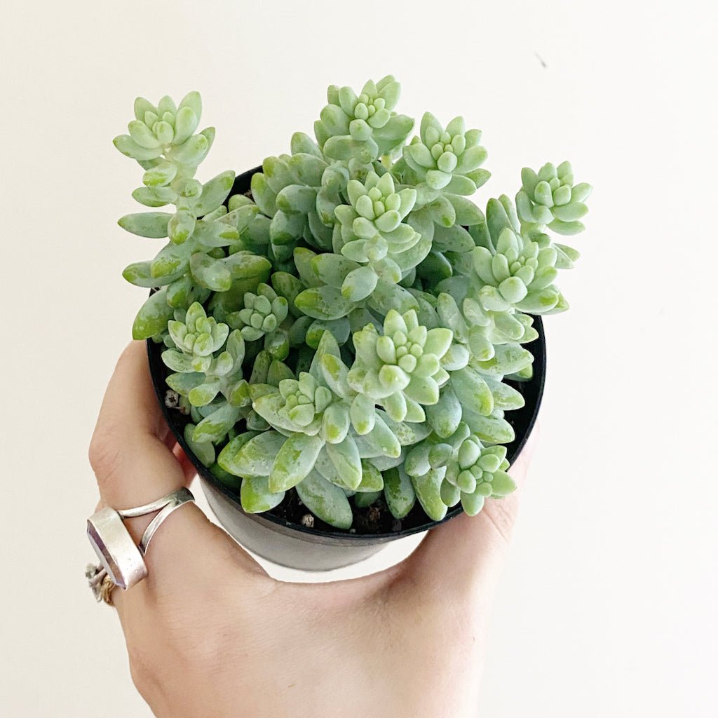 ox tail succulent Donkey Tail Succulent (Sedum morganianum) – The Plant Lady SF