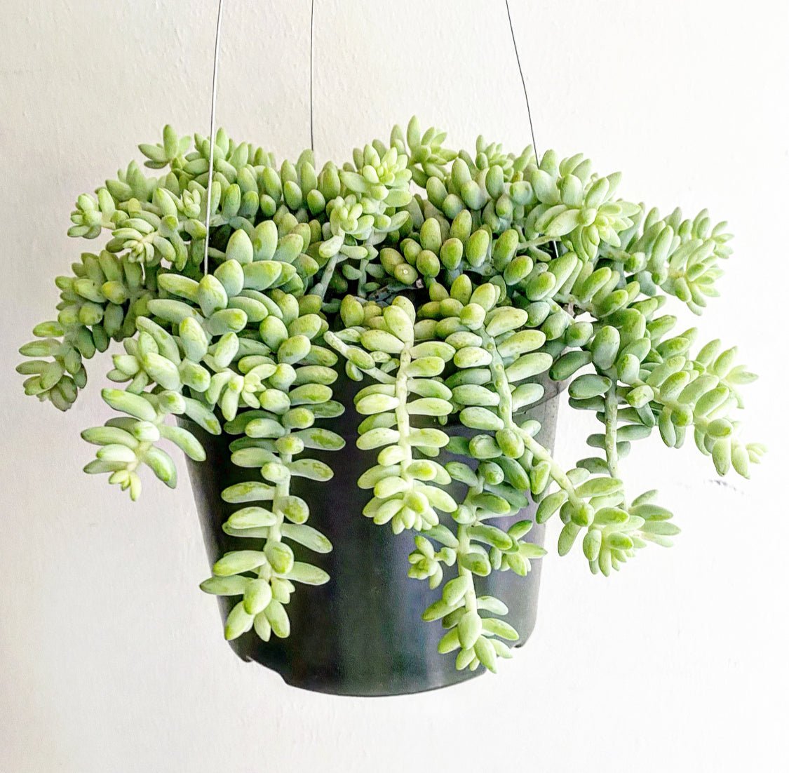 Donkey Tail Succulent (Sedum morganianum) - The Plant Lady SF