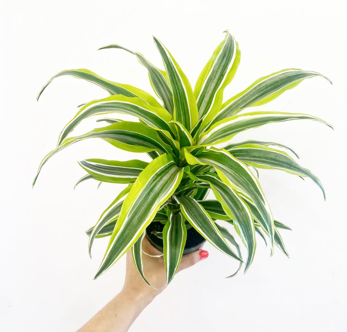 dracena fragrans lemon lime Dracaena 'Lemon-Lime' – The Plant Lady SF