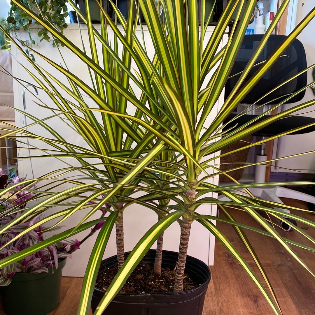 Dracaena 'Sun Ray' - The Plant Lady SF