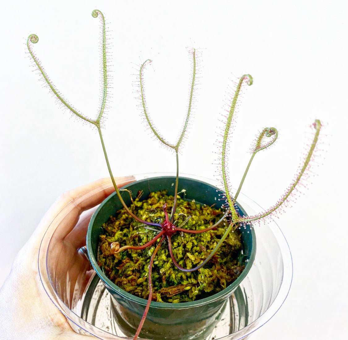 Drosera binata - The Plant Lady SF