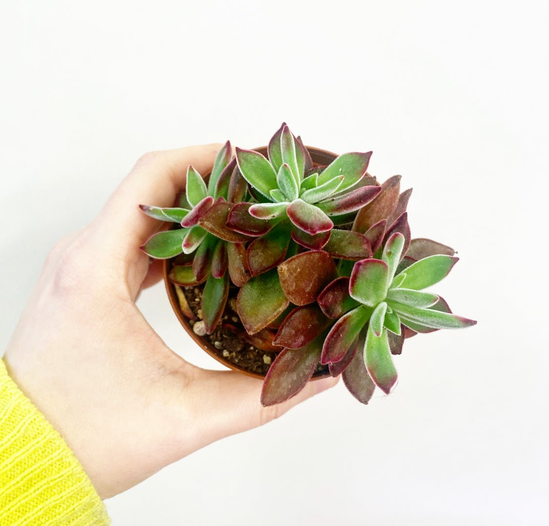 Echeveria harmsii 'Devotion' - The Plant Lady SF